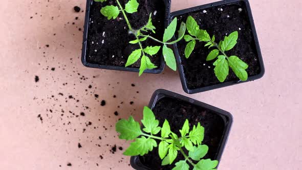 Tomato Seedlings Spinning in a Circle