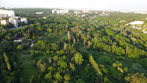 Green vivid trees greenery in city park aerial