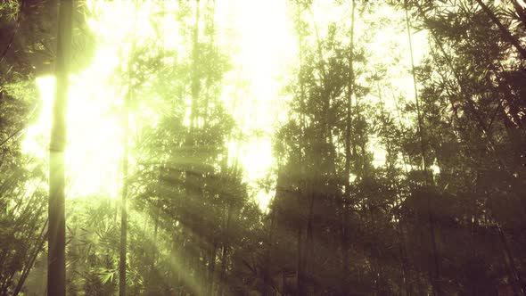 The Sun's Rays Penetrate Between the Twigs and Bamboo Leaves alt