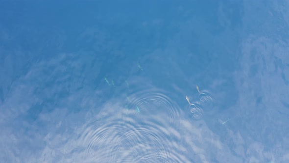 Aerial view of dolphins in open water at Reunion Island.