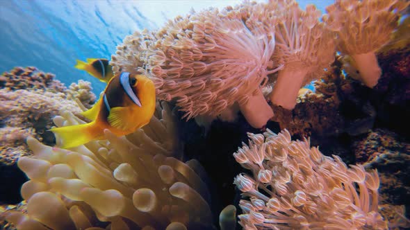 Underwater Tropical Sea Clownfish