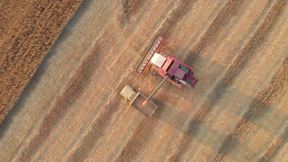 Wheat Harvest Concept