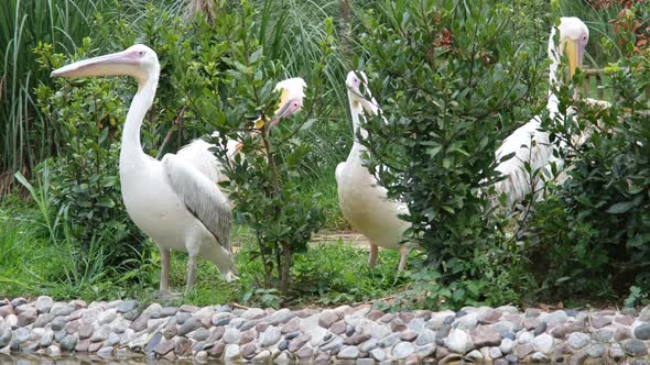 Pelicans in Garden