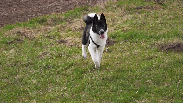 Running Nice West Siberian laika puppy