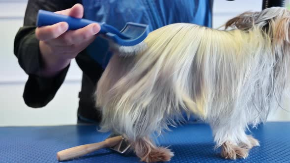 The Pet Groomer Dries Dog Hair with a Hair Dryer and Combs a Yorkshire Terrier in the Pet Grooming