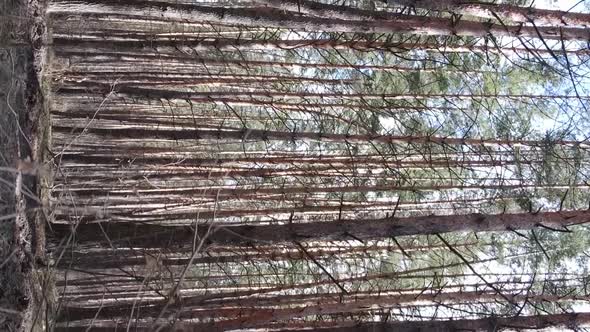 Vertical Video of Trees in a Pine Forest Slow Motion