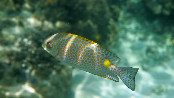 Underwater Video of Golden Rabbitfish Siganus Guttatus School in Coral Reef