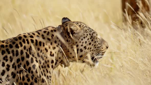 Male Leopard Walks with Tail Curled