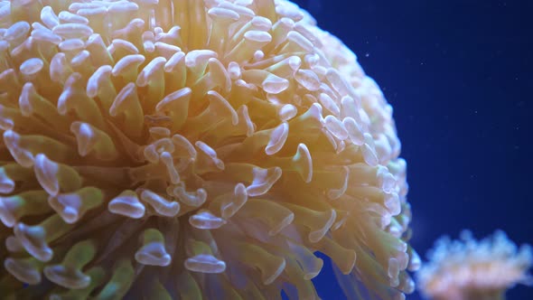 Euphyllia  Large polyped Stony Coral