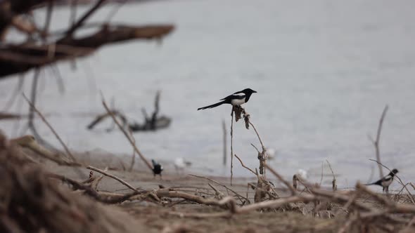 Eurasian Magpie Bird Perching On Dry Branches Along Rivershore. Static, Selective Focus