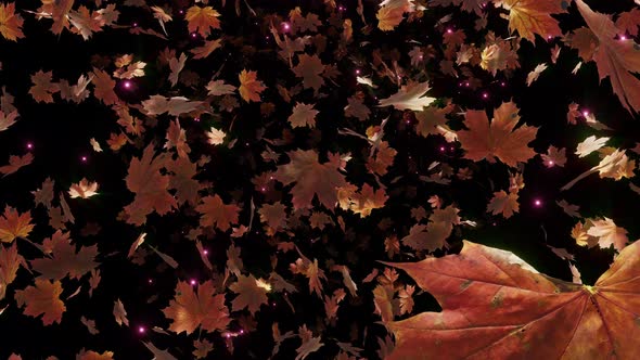 Maple Leaves Fall 04 4K alt