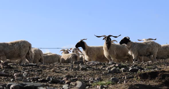 Group of sheep in high altitude mountain top under blue sky, some looking at camera