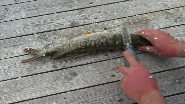 Fisherman Cleans Catched Pike Fish on Old Wooden Table