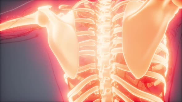 Transparent Human Body with Visible Bones alt