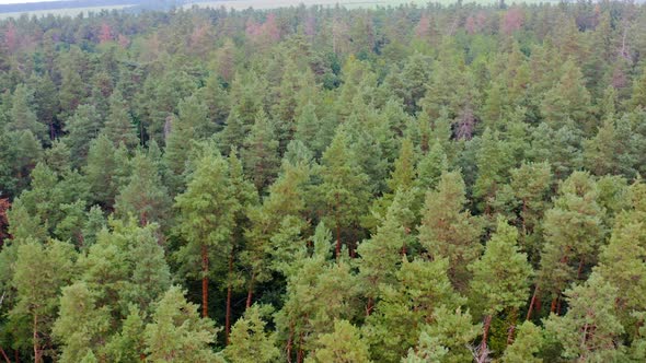 Green dense forest. Flight over tops of pine trees. Nature background of woods. Aerial view.