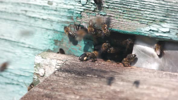 Group of Bees at the Entrance of the Hive