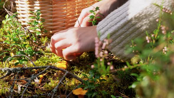 Young Woman Picking Mushrooms in Autumn Forest