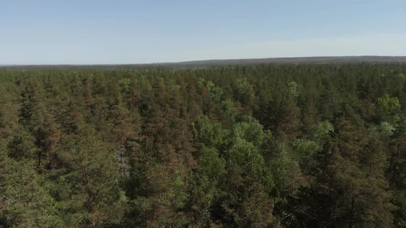 Bird's Eye View of Beautiful Green Forest Aerial Shot. Aerial View . The Camera Flies Forward Over