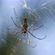 Spider in Sri Lanka - VideoHive Item for Sale