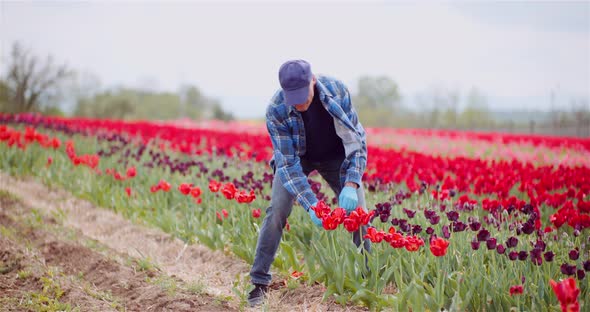 Farmer Working at Tulips Flower Plantation in Netherlands