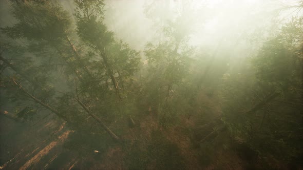 Drone Breaking Through the Fog To Show Redwood and Pine Tree