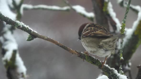 House Sparrow bird (Passer domesticus) sitting on a tree branch in winter. Slow motion