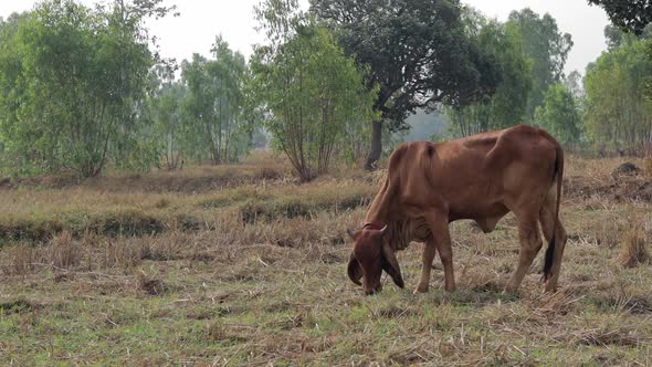 A Brown Cow Feeding On The Grass At The Countryside In Thailand - static shot