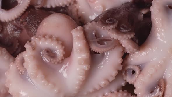 Fresh Baby Octopuses 05