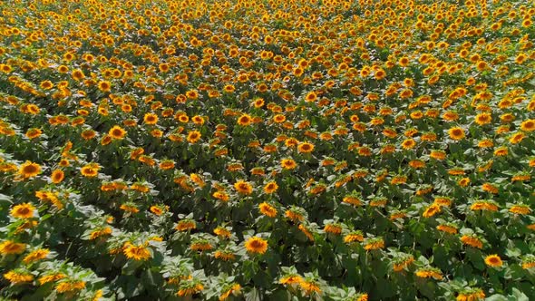 Sunflower Field