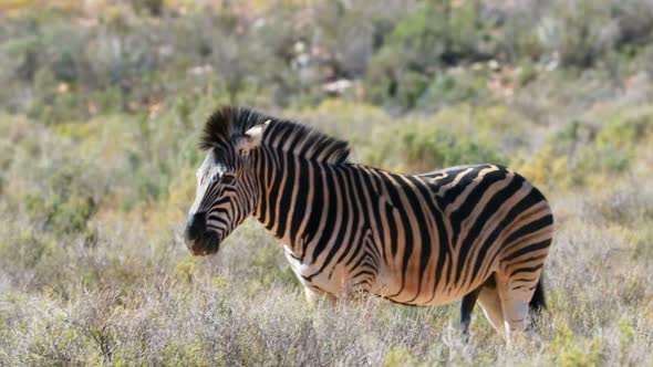 Zebra grazing on grassland 4k