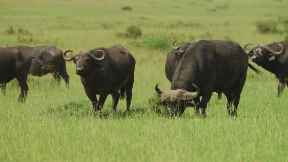 African buffalos standing and grazing