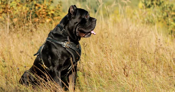 Black Cane Corso Dog