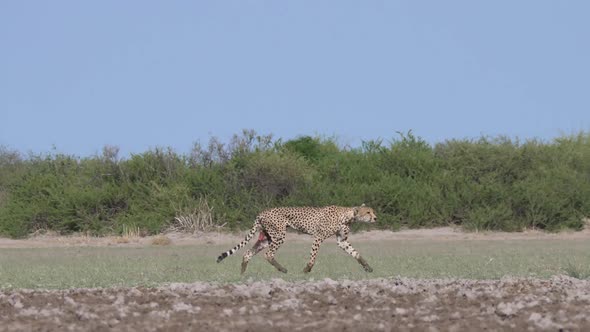 Cheetah couple hunting 