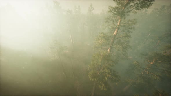 Drone Breaking Through the Fog To Show Redwood and Pine Tree alt