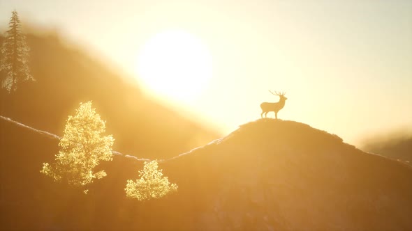 Deer Male in Forest at Sunset