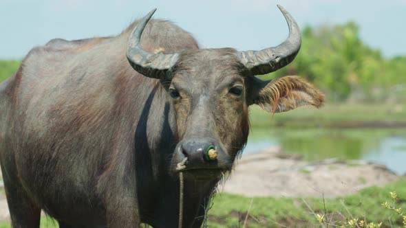 4K Cinematic wildlife footage of a buffalo in a field in slow motion on the island of Ko Klang in Kr