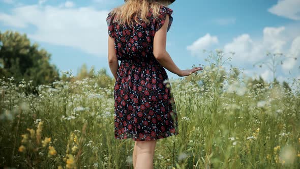 Chamomile Flowers Field. Woman Hand Touching Flowers And Grass. Girl Enjoying In Green Grass Field.