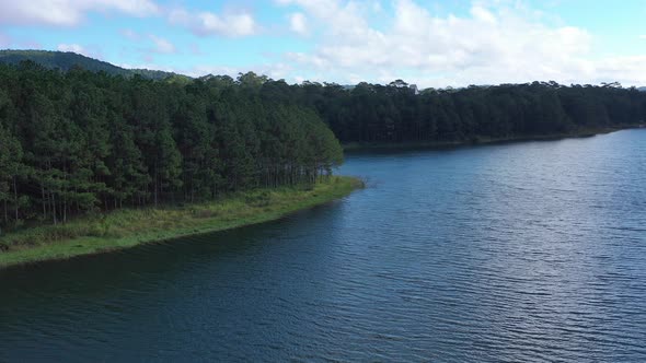 Aerial view of green pine tree forest and lakeshore