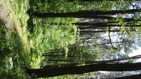 Vertical Video of Forest Landscape in Summer Slow Motion