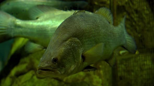 Predatory fish underwater in the river