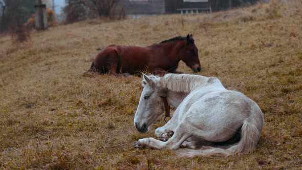 A General Shot of Brown and White Horses Lying and Grazing on Meadow at Foggy Cold Autumn Day in
