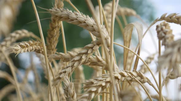 Agricultural Rural Ripe Wheat Field