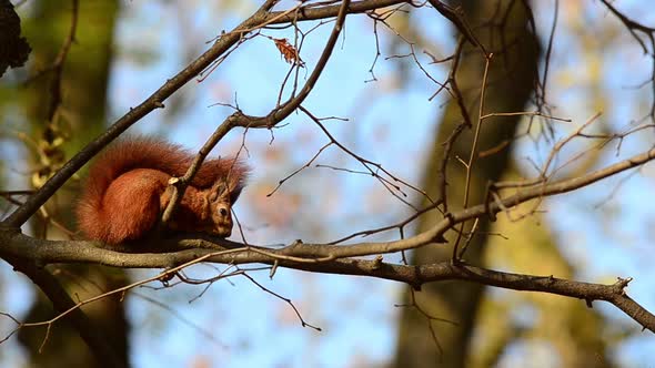 Squirrel on a tree branch. Shooting autumn.