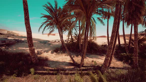 Palm Trees of Oasis in Desert Landscape