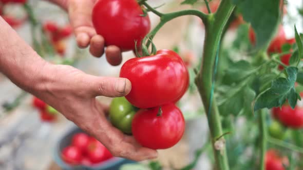 Mans Hands Picking Ripe Fresh Tomatoes
