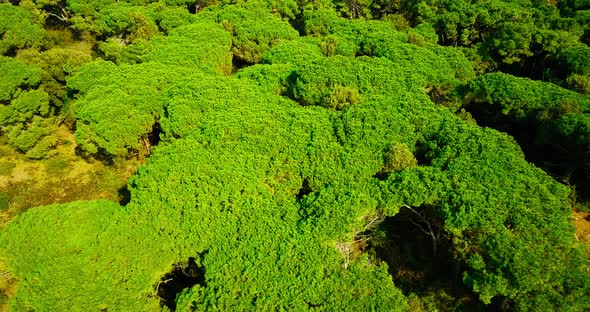 Green Forest with Lush Trees Against Beach and Boundless Sea