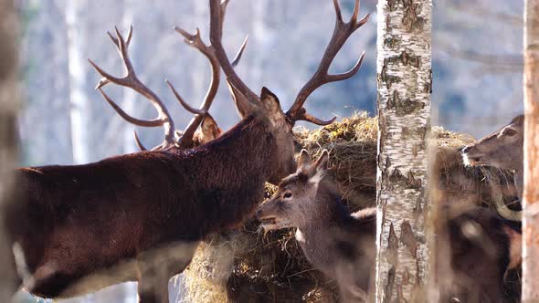 Red Deer in Winter Forest