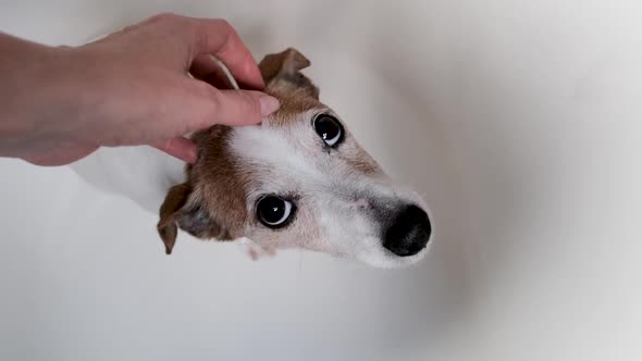 Woman Owner Scratches Head of Small Jack Russel Terrier