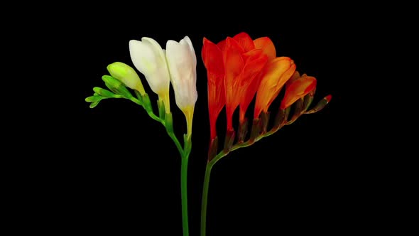 Time-lapse of opening white and orange freesia flowers