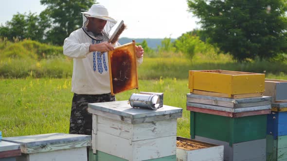 Beekeeper pulled off a honeycomb and cleans it with a brush